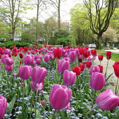 @westendbia: “Tulips! So many tulips…  #weamaze”